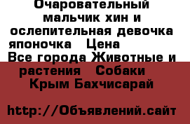 Очаровательный мальчик хин и ослепительная девочка японочка › Цена ­ 16 000 - Все города Животные и растения » Собаки   . Крым,Бахчисарай